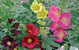 Alcea ficifolia Las Vegas Black | Antwerp Hollyhock | 10_Seeds