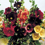 Alcea ficifolia Las Vegas Black | Antwerp Hollyhock | 10_Seeds