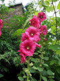 Alcea ficifolia Las Vegas Black | Antwerp Hollyhock | 10_Seeds