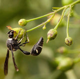 Scrophularia marilandica | Late Figwort | Carpenters Square 1000_Seeds