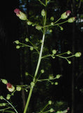 Scrophularia marilandica | Late Figwort | Carpenters Square 1000_Seeds