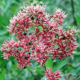 Lawsonia inermis | Egyptian Privet | Henna | Mignonette Tree | 50_Seeds