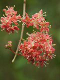 Lawsonia inermis | Egyptian Privet | Henna | Mignonette Tree | 50_Seeds