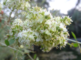 Lawsonia inermis | Egyptian Privet | Henna | Mignonette Tree | 50_Seeds
