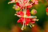Lawsonia inermis | Egyptian Privet | Henna | Mignonette Tree | 50_Seeds