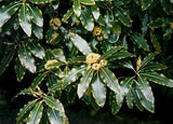 Pittosporum eugenioides | Lemonwood Tree | Tarata | 5_Seeds