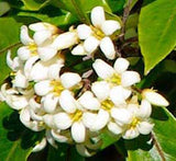 Pittosporum eugenioides | Lemonwood Tree | Tarata | 5_Seeds