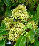 Pittosporum eugenioides | Lemonwood Tree | Tarata | 5_Seeds