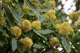 Pittosporum eugenioides | Lemonwood Tree | Tarata | 5_Seeds