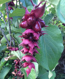 Leycesteria formosa | Himalayan Honeysuckle | 50_Seeds