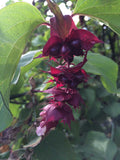 Leycesteria formosa | Himalayan Honeysuckle | 50_Seeds