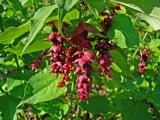 Leycesteria formosa | Himalayan Honeysuckle | 50_Seeds