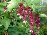 Leycesteria formosa | Himalayan Honeysuckle | 50_Seeds
