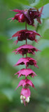 Leycesteria formosa | Himalayan Honeysuckle | 50_Seeds