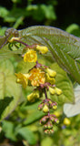 Leycesteria crocothyrsos | Golden Pheasant-Eye| 20_Seeds