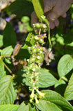 Leycesteria crocothyrsos | Golden Pheasant-Eye| 20_Seeds