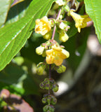 Leycesteria crocothyrsos | Golden Pheasant-Eye| 20_Seeds