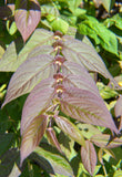 Leycesteria crocothyrsos | Golden Pheasant-Eye| 20_Seeds