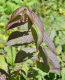 Leycesteria crocothyrsos | Golden Pheasant-Eye| 20_Seeds