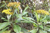 Liabum saloyense | 5_Seeds
