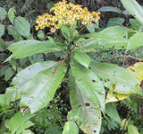 Liabum saloyense | 5_Seeds