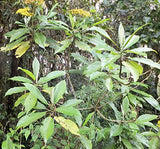 Liabum saloyense | 5_Seeds