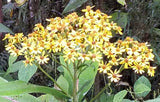 Liabum saloyense | 5_Seeds