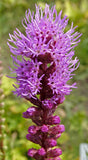 Liatris squarrosa | Scaly Blazing Star | Rattlesnake Master  | 100_Seeds