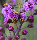 Liatris squarrosa | Scaly Blazing Star | Rattlesnake Master  | 100_Seeds