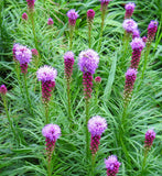 Liatris squarrosa | Scaly Blazing Star | Rattlesnake Master  | 100_Seeds