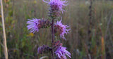 Liatris squarrosa | Scaly Blazing Star | Rattlesnake Master  | 100_Seeds