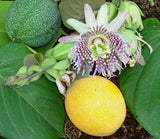Passiflora ligularis | Sweet Granadilla | Grenadia | 5_Seeds