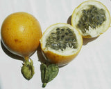 Passiflora ligularis | Sweet Granadilla | Grenadia | 5_Seeds