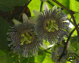 Passiflora ligularis | Sweet Granadilla | Grenadia | 5_Seeds