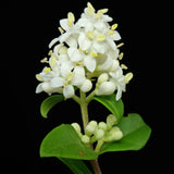 Ligustrum vulgare | Common & European & Wild Privet | 100_Seeds