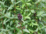 Ligustrum vulgare | Common & European & Wild Privet | 100_Seeds