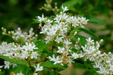 Ligustrum vulgare | Common & European & Wild Privet | 100_Seeds