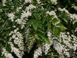 Ligustrum vulgare | Common & European & Wild Privet | 100_Seeds