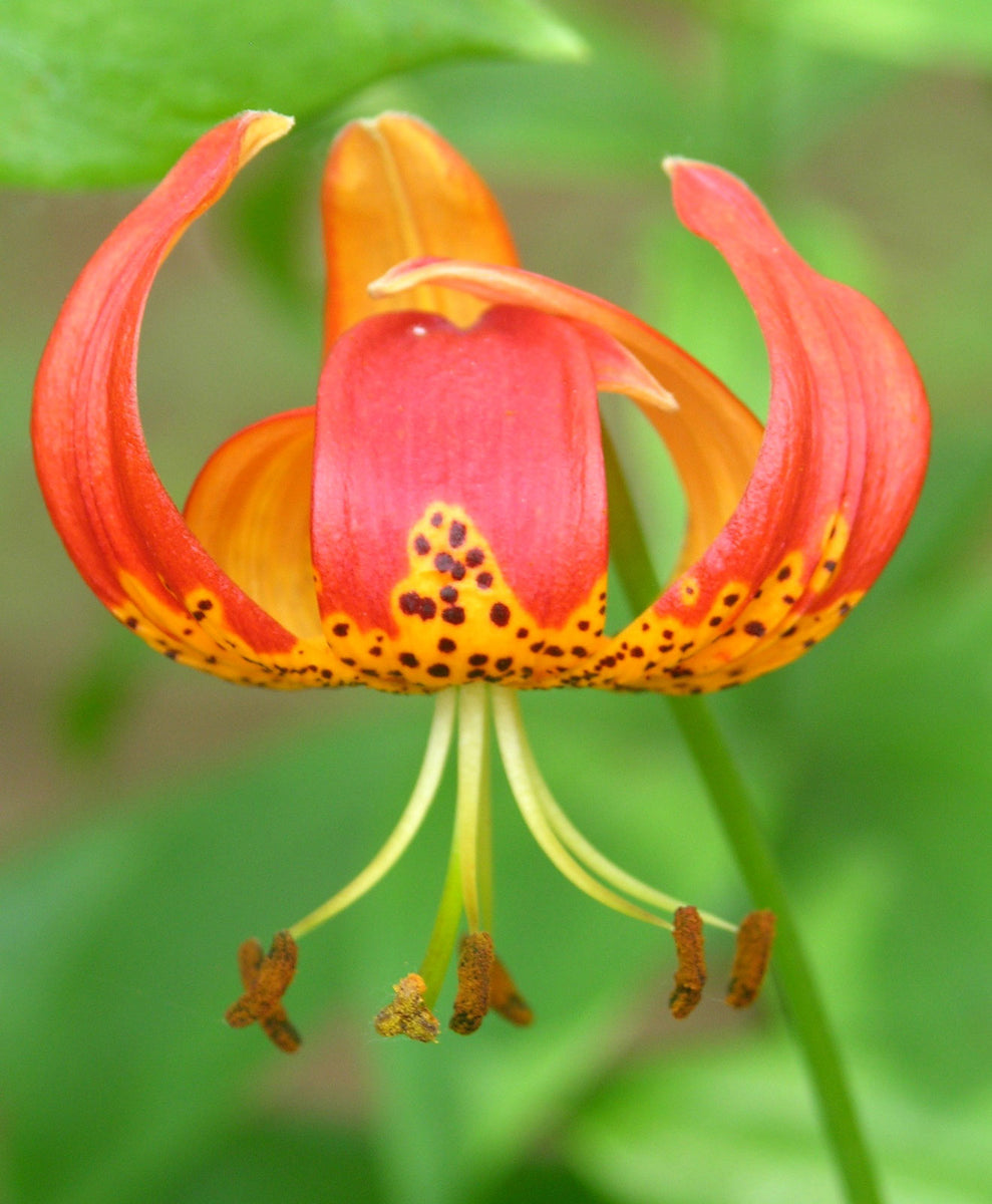 Leopard Lily, Lilium Pardalinum, Finally Blooming In My Backyard! About A Month Later Than Last Year