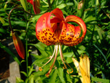 Lilium pardalinum | Leopard Lily | Panther-lily | 5_Seeds