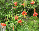 Lilium pardalinum | Leopard Lily | Panther-lily | 5_Seeds