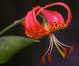 Lilium pardalinum | Leopard Lily | Panther-lily | 5_Seeds