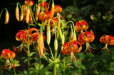 Lilium pardalinum | Leopard Lily | Panther-lily | 5_Seeds