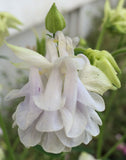 Aquilegia vulgaris Lime Sorbet | European Columbine | Crowsfoot | 20_Seeds