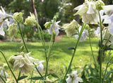 Aquilegia vulgaris Lime Sorbet | European Columbine | Crowsfoot | 20_Seeds