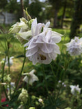 Aquilegia vulgaris Lime Sorbet | European Columbine | Crowsfoot | 20_Seeds