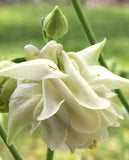 Aquilegia vulgaris Lime Sorbet | European Columbine | Crowsfoot | 20_Seeds