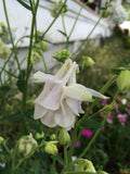 Aquilegia vulgaris Lime Sorbet | European Columbine | Crowsfoot | 20_Seeds