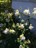 Aquilegia vulgaris Lime Sorbet | European Columbine | Crowsfoot | 20_Seeds