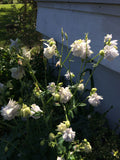 Aquilegia vulgaris Lime Sorbet | European Columbine | Crowsfoot | 20_Seeds